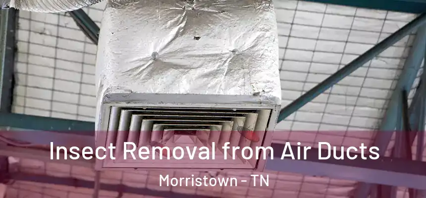  Insect Removal from Air Ducts Morristown - TN