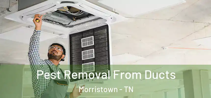  Pest Removal From Ducts Morristown - TN